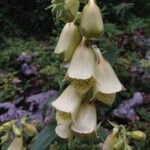 Digitalis grandiflora 花