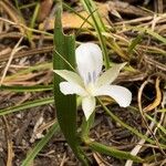 Calochortus minimus Λουλούδι