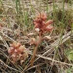 Orobanche teucrii 花