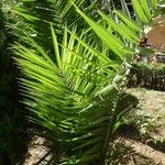 Phoenix canariensis Blad