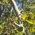Dalbergia melanoxylon Кора
