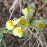 Linaria vulgarisBlüte