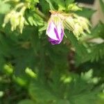 Geranium sylvaticumKukka