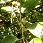 Diospyros maritima ফল