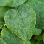 Symphoricarpos albus Leaf