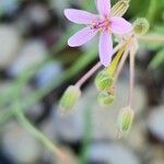 Erodium laciniatum Flower