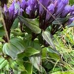 Gentianella quinquefolia Leaf