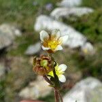 Saxifraga moschata Blodyn