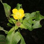 Ludwigia foliobracteolata Flower