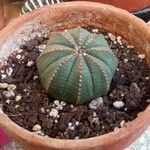 Euphorbia obesa 叶