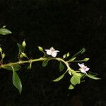 Sauvagesia erecta Flower
