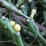 Hatiora salicornioides Flower