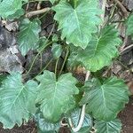Philodendron lacerum ഇല