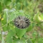 Abutilon indicum Плод