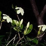 Gardenia urvillei Çiçek