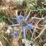 Eryngium creticum ফুল