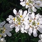 Iberis ciliata Flower