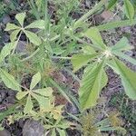 Cleome spinosa Leaf