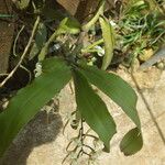 Cyrtorchis monteiroae Hábito