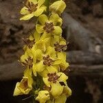 Verbascum nigrum Flower