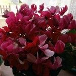 Cyclamen repandum Flower