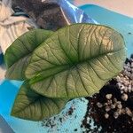 Alocasia aequiloba Folla