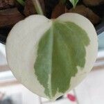 Peperomia scandens Leaf