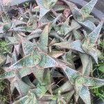 Aloe rauhii 葉