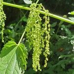 Urtica dioicaFlower