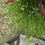 Eleocharis geniculata Leaf