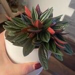 Peperomia caperata Φύλλο