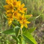 Lysimachia vulgaris Flor