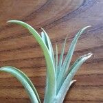 Tillandsia paucifolia 葉