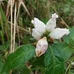 Chelone glabraFiore