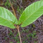 Mandevilla hirsuta List