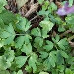 Corydalis solida 叶