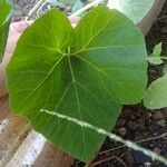 Benincasa hispida Lehti