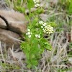 Comandra umbellata Hostoa