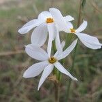 Narcissus obsoletus Blüte