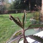 Kalanchoe daigremontiana Blatt