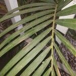 Phoenix reclinata 葉