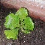 Lactuca sativa Leaf