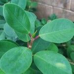 Ficus microcarpa Leaf