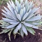 Agave parryiഇല