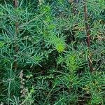 Artemisia scoparia Alkat (teljes növény)