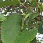 Maerua angolensis Leaf