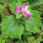 Trillium ovatum Flor