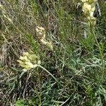 Oxytropis campestris Квітка