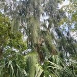 Casuarina equisetifolia List