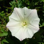 Calystegia purpurata Flower